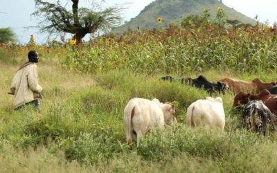  Conflits éleveurs – agriculteurs préoccupent les jeunes du Logone occidental